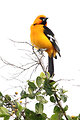 Free Stock Photo: Close-up of an Altamira Oriole bird