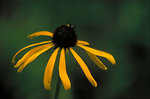 Free Stock Photo: Close-up of a yellow coneflower