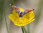 Free Stock Photo: An American copper butterfly