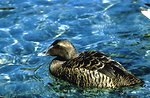 Free Stock Photo: An American Eider Hen