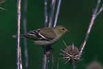 Free Stock Photo: An American goldfinch