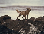 Free Stock Photo: An arctic fox on rocks