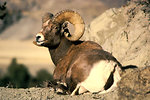 Free Stock Photo: A bighorn ram resting by some rocks