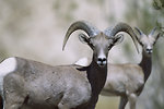 Free Stock Photo: Two bighorn sheep