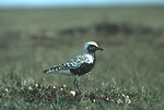 Free Stock Photo: A black-bellied plover