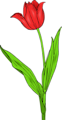 Free Stock Photo: Illustration of a red tuliip