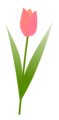 Free Stock Photo: Illustration of a pink tulip
