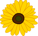 Free Stock Photo: Illustration of a sunflower