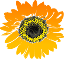 Free Stock Photo: Illustration of a sunflower