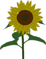 Free Stock Photo: Illustration of a sunflower