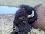 Free Stock Photo: Close-up of a bison