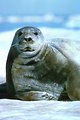 Free Stock Photo: A close-up of a bearded seal