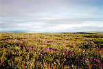 Free Stock Photo: An arctic tundra landscape