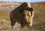 Free Stock Photo: Close-up of a bison