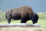 Free Stock Photo: Close-up of a bison