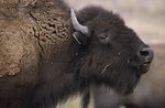 Free Stock Photo: Close-up of a bison