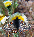 Free Stock Photo: A bay checkerspot butterfly