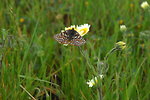 Free Stock Photo: A bay checkerspot butterfly
