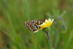 Free Stock Photo: A bay checkerspot butterfly