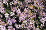 Free Stock Photo: Close-up of purple flowers