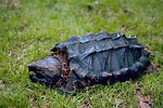 Free Stock Photo: An alligator snapping turtle in the grass