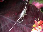 Free Stock Photo: Yellow spider