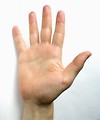 Free Stock Photo: Closeup of a palm of a hand