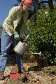 Free Stock Photo: A woman working in her garden