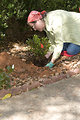 Free Stock Photo: A woman working in her garden