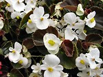 Free Stock Photo: White flowers