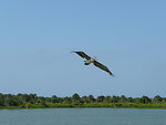 Free Stock Photo: A brown pelican in flight