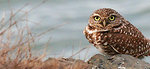 Free Stock Photo: Close-up of a burrowing owl