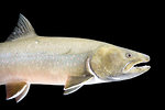Free Stock Photo: Close-up of a bull trout