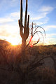 Free Stock Photo: A cactus silhouetted by the morning sun