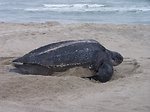 Free Stock Photo: Close up of leatherback turtle