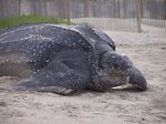 Free Stock Photo: Close up of leatherback turtle