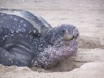 Free Stock Photo: Close up of leatherback turtle