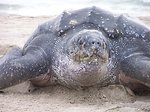 Free Stock Photo: Close up of leatherback turtle