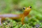 Free Stock Photo: A close view of a longtail salamander face - image taken in Monongalia County,  WV.