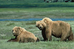 Free Stock Photo: A pair of grizzly bears