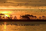 Free Stock Photo: A mixed flock of waterfowl flying in the sunset