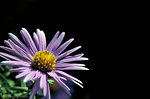 Free Stock Photo: Close-up of a purple New England Aster flower with a yellow center.