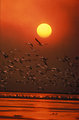 Free Stock Photo: White pelicans flying over the ocean at sunset