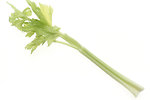 Free Stock Photo: A stalk of celery