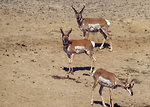 Free Stock Photo: Antelope on a wildlife range in Arizona