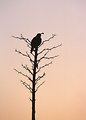 Free Stock Photo: A Gamble quail perched in a tree