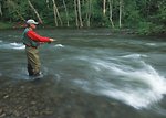 Free Stock Photo: A fly fisherman fishing in a river