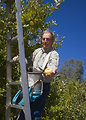 Free Stock Photo: A farmer harvesting apples in an orchard in California.