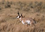 Free Stock Photo: An antelope in a field
