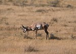 Free Stock Photo: An antelope in a field